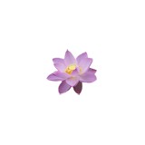 San Diego Pond & Gardens - Landscaping in Poway