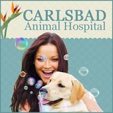 Bauer Lauren DVM - Animal Hospitals in Carlsbad