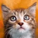 Banyan Pet Photography - Other in Winchester