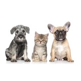 Southgate Veterinary Hospital Inc - Veterinarians/Vets in Sacramento