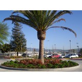 Green Growth Industries Inc - Other in Citrus Heights