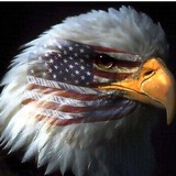 America's Tint - Other in Citrus Heights