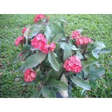 Multiflora Enterprises - Other in Bonsall