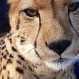 Wild Wonders - Other in Bonsall