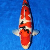Majestic Koi - Other in Elk Grove