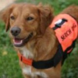 Pet Search And Rescue - Employment Agencies in San Diego