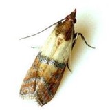 San Diego Pest Solutions - Pest Control in San Diego