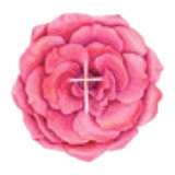 Sophia Foundation - Social Clubs in San Francisco