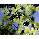 Steve's Landscaping Service - Lawn Services in Paso Robles