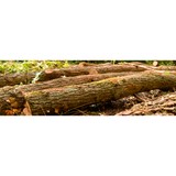 Erickson Quality Tree Works - Tree Services in Redwood City