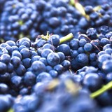 Whitcraft Winery - Wineries in Santa Barbara