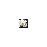 Le Bouquet - Florists in San Francisco