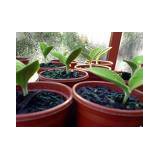 Green Leaf Tree Care - Landscaping in San Diego