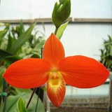 Brookside Orchids - Other in Portola Valley