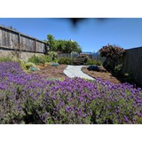 San Francisco Urban Garden - Landscaping in San Francisco