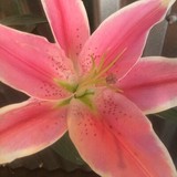 Impulsive Flowers - Florists in San Diego