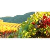 Jack Creek Cellars - Other in Templeton