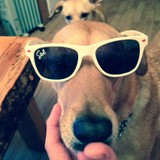 Dog Tired San Diego - Pet Services in San Diego