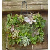 Succulence - Garden Services/Maintenance in San Francisco