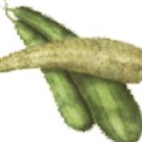 The Luffa Farm - Other in Nipomo