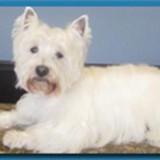 Four Paws Animal Hospital - Veterinarians/Vets in San Diego
