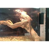 Petmarket - Pet Stores in San Diego