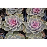 DM Color Express Nursery - Floriculture & Flower Farm in San Diego