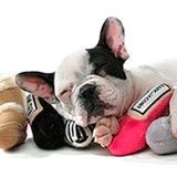Haute Diggity Dog - Restaurants in Solana Beach