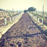 Pianetta Winery - Wineries in Paso Robles