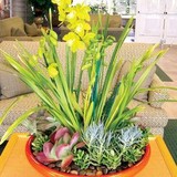 Greenleaf Interior Plants - Indoor Landscaping in San Diego