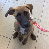 Amici Pet Hospital of Little Italy - Veterinarians/Vets in San Diego