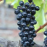 Melville Vineyards/South LLC - Other in Lompoc