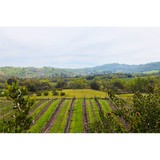 Peachy Canyon Winery - Wineries in Paso Robles
