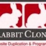 Rabbit Clone - Web Design & Development in San Diego