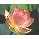 Association For Transpersonal - Psychologist & Counsellor in Palo Alto