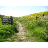 Boxer Susan E PhD - Psychologist & Counsellor in San Francisco