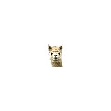 Canzelle Alpacas LLC - Other in Carpinteria