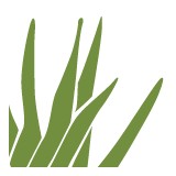 Aloe Dermatology - Dermatologists in Santa Barbara