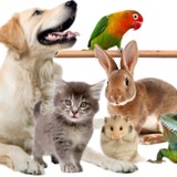 West Lane Pet Hospital - Veterinarians/Vets in Stockton