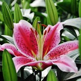 The Sun Valley Group Inc - Florists in Oxnard