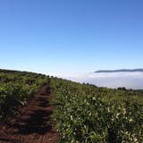 Keating Wines - Wineries in Sonoma