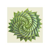 Ecoscape - Landscape Architects in Santa Cruz
