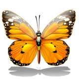 Disharoon Mary - Business Consulting in Santa Rosa