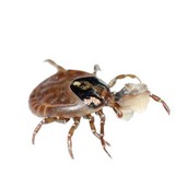 First Rate Pest Control of Fairfield - Pest Control in Fairfield