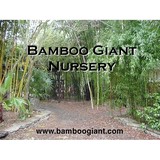 Bamboo Giant - Other in Aptos