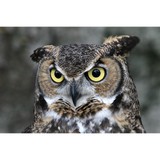 Ojai Raptor Center - Other in Ojai