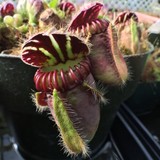 California Carnivores - Other in Sebastopol