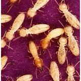 Harmon Pest Control - Pest Control in Modesto