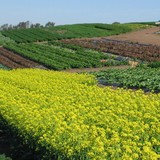 Tanaka Farms Inc - Fruit, Herb, Grain, Nut, Seed, Spice, Vegetable Farms & Orchards in Woodland