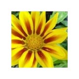 Trinity Nursery - Other in Weaverville